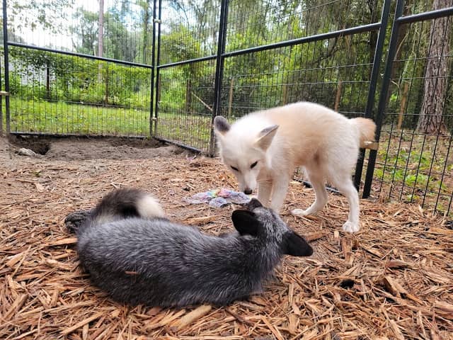 Fox Friends Sanctuary INC - Image 1