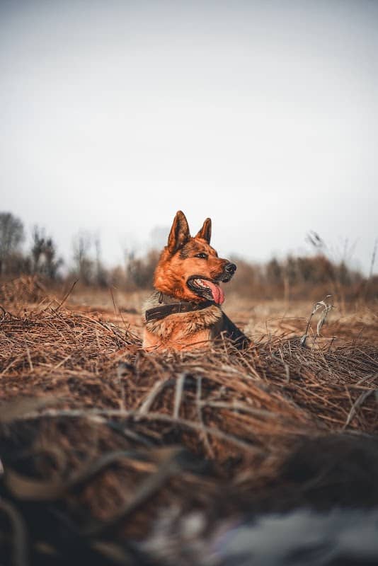 Левада - Image 1