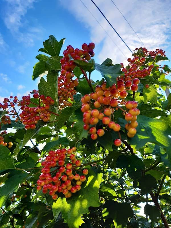 Mykolayivsʹki Kachelʹky - Image 1