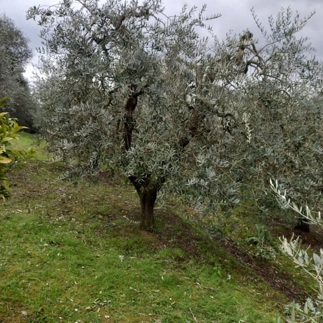 Podere Buffino - Image 1