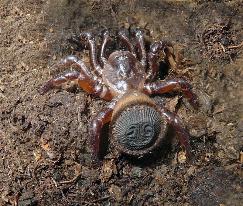 Spiderzone - Image 1