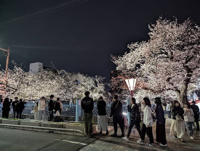 大江川桜まつり - Image 1