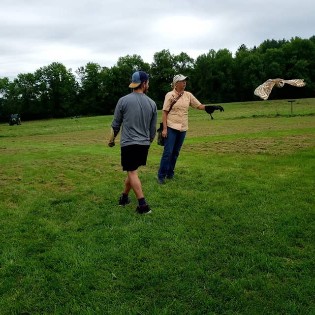 New England Falconry - Image 2