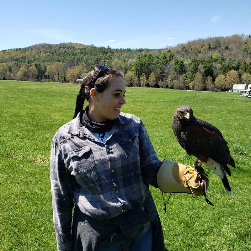 New England Falconry - Image 3