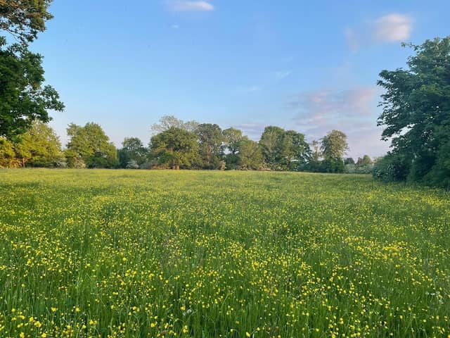 Meadows - Image 1