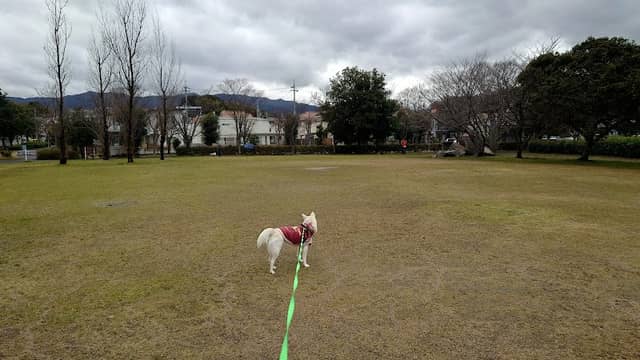 Kinugawa Ryokuchi Park - Image 2