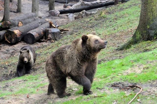 Wildpark Schwarze Berge - Image 1