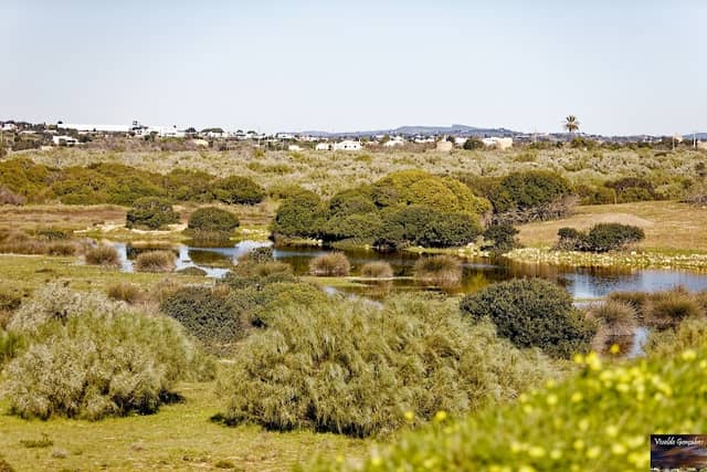 Observação de aves na Ribeira de Alcantarilha em Armação de Pêra - Image 1