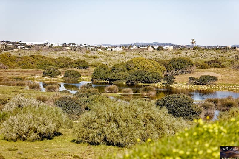 Observação de aves na Ribeira de Alcantarilha em Armação de Pêra - Image 1