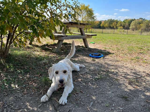 King City Off-Leash Dog Park - Image 1