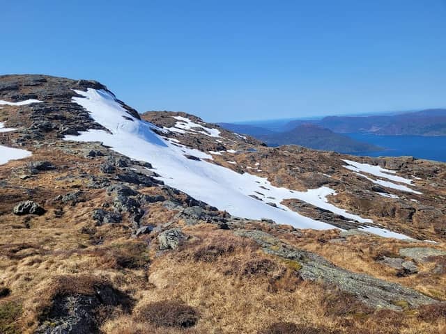 Richardslia - Image 1