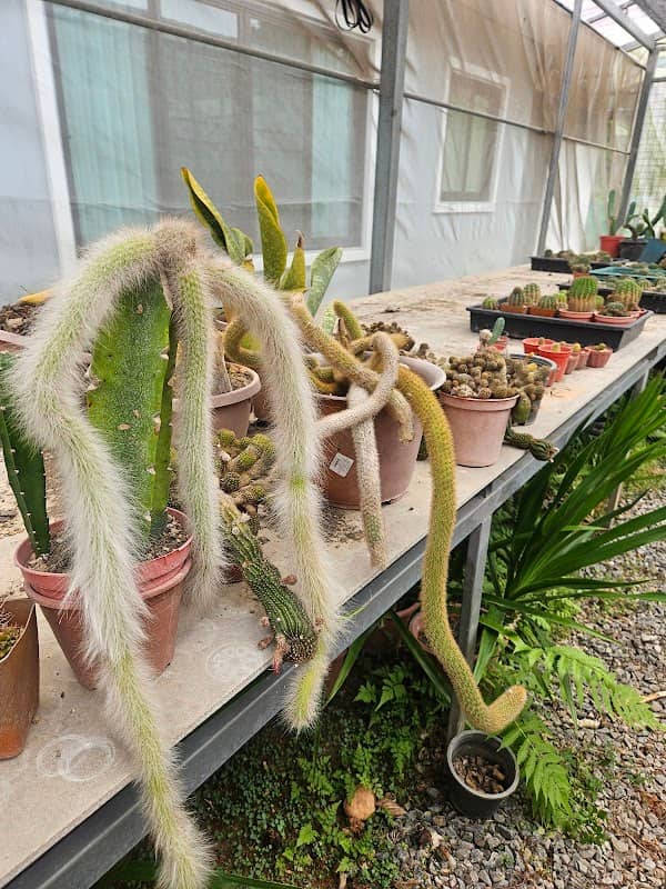 JS cactus - Image 2