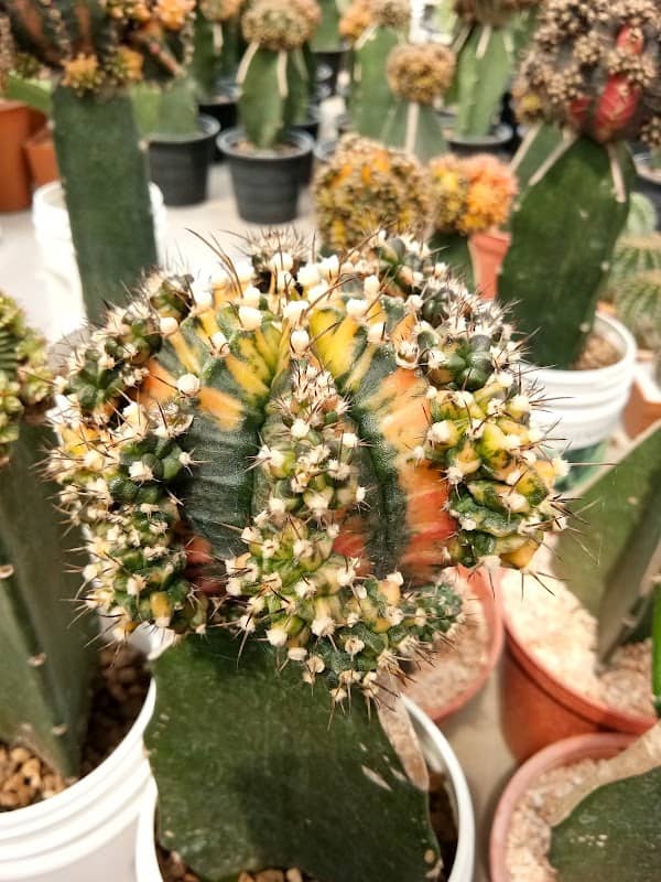 JS cactus - Image 1