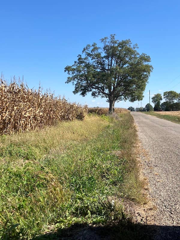 Tree on a Country Road - Image 1
