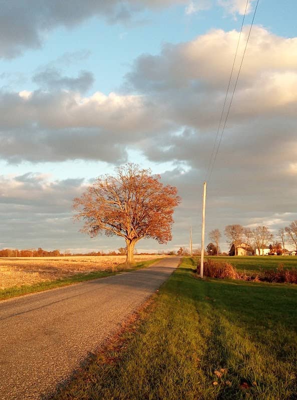 Tree on a Country Road - Image 2
