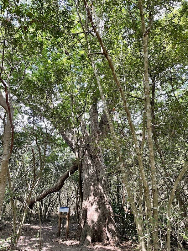 Oldest Pecan Tree in SL - Image 2