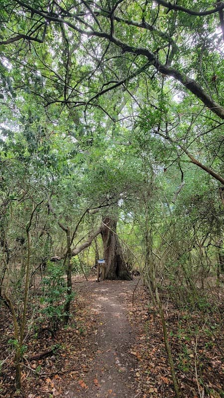 Oldest Pecan Tree in SL - Image 1
