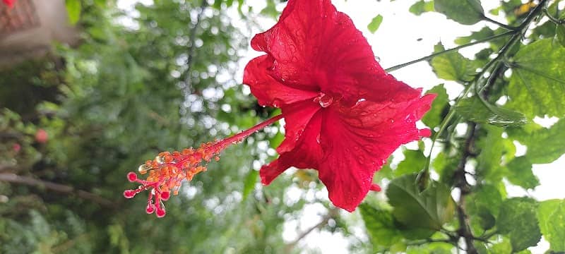 Flawer garden - Image 1