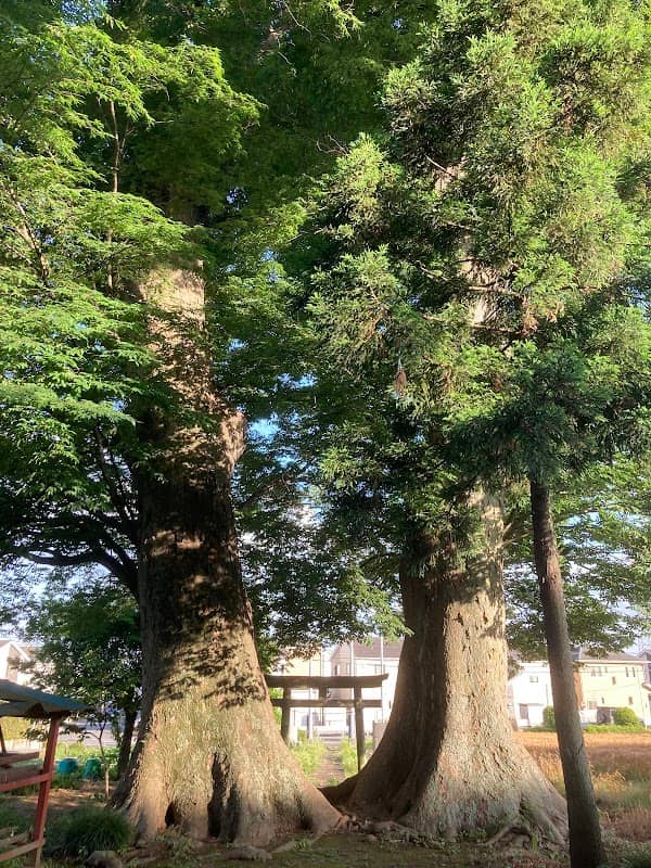 下小坂の大ケヤキ - Image 1