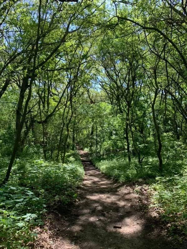 Briar East Woods - Image 2