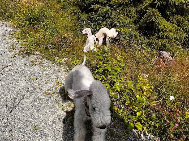 Bæreia Hundepark - Image 1