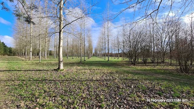 Prestop Park Wood - Image 2