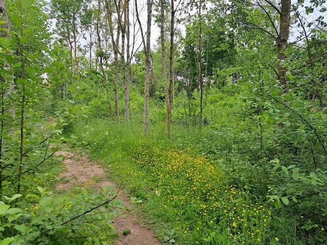 Prestop Park Wood - Image 3
