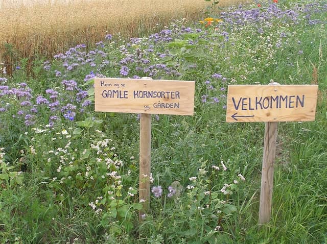 Væksthus Spøttrup - Image 2