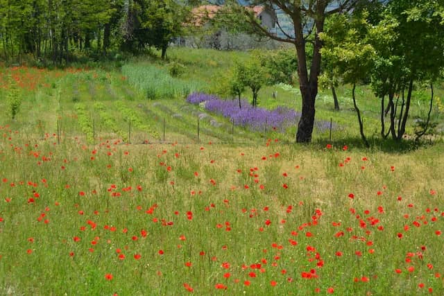 Boschetto Officinale Healing Nature - Image 1