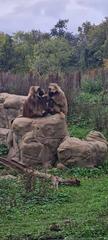 Gelada Enclosure - Image 2