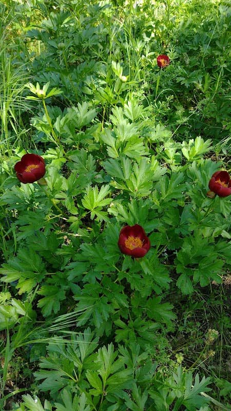 Rezervația Naturală de Bujor Sălbatic Troianu - Image 2