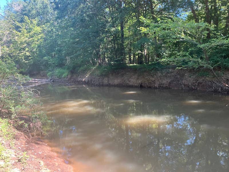 Sipsey River Swamp-South Forever Wild Tract - Image 2