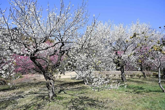 鹿沼錦鯉公園梅林 - Image 1