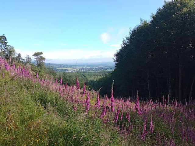 Ballycahane Wood, Portlaw, Co.Waterford - Image 1