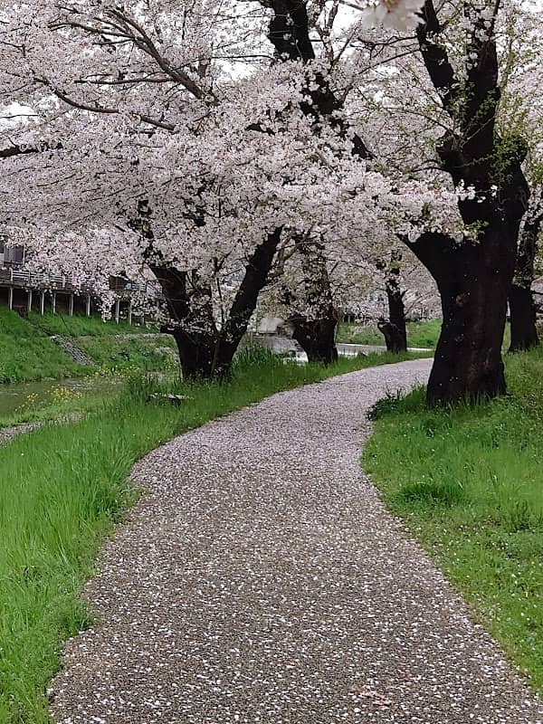 入間市景観50選 霞川のさくら堤 - Image 1