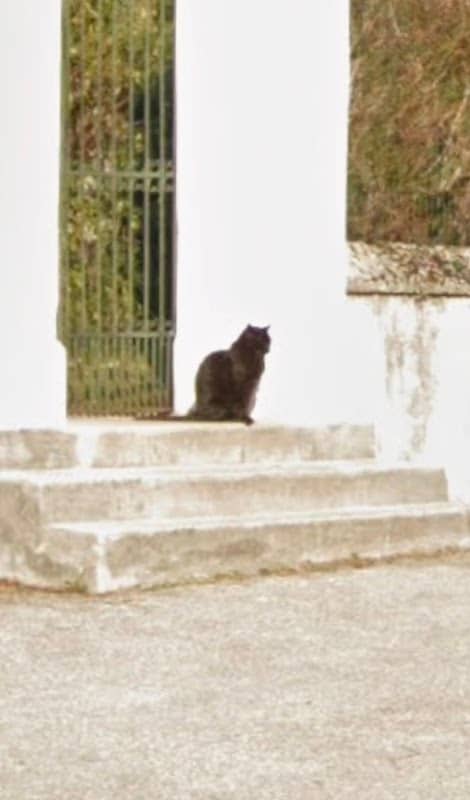 Il gatto che guarda - Image 1