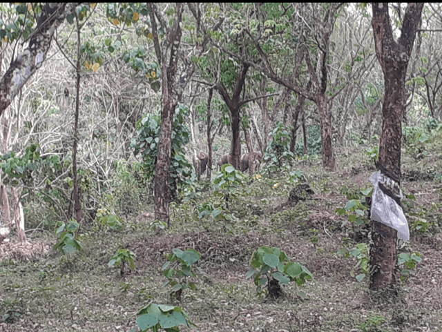 Malayatoor Plantations road (photo point) - Image 1