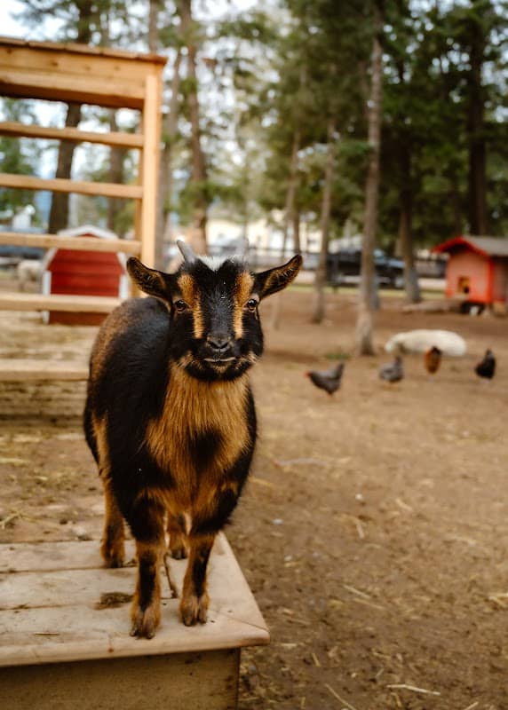 Zimmer Ranch - Farm Stand & Barnyard Visits - Image 1