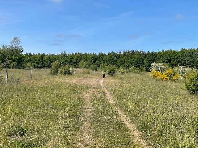 Haunstrup hundeskov - Image 1