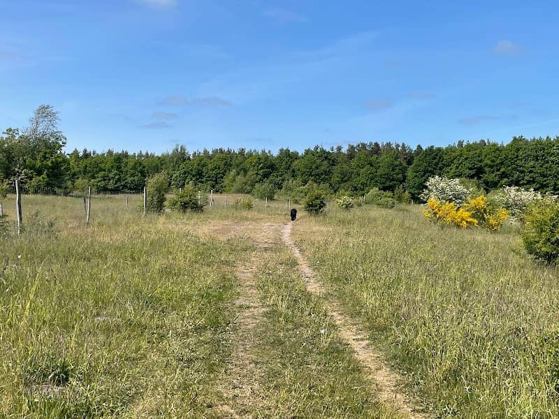 Haunstrup hundeskov - Image 1