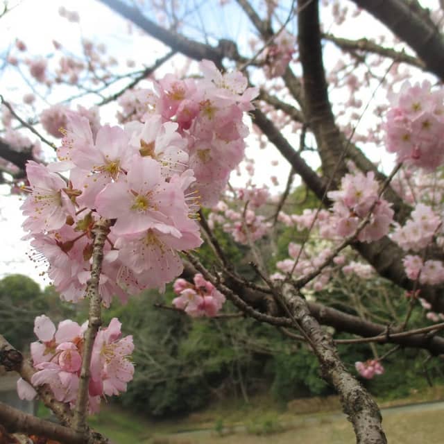 Shiroyama Park - Image 1