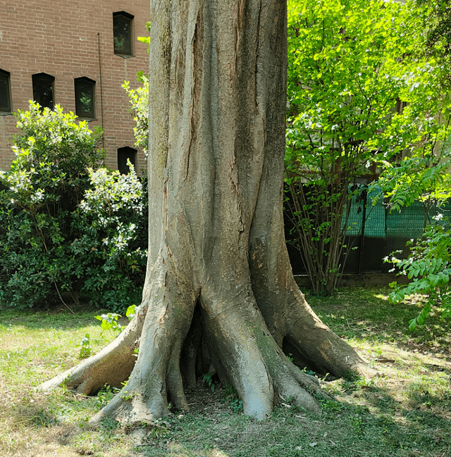 Radiciverde - Image 1
