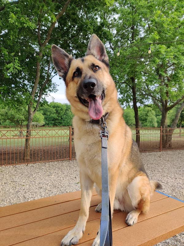 Canyon Falls Dog Park - Image 1