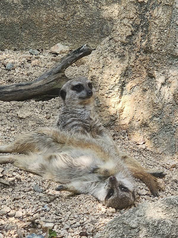 宇部市常盤動物園協会 - Image 1
