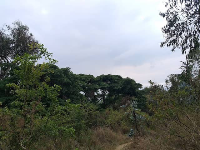 Mbeya Range Forest Reserve - Image 1