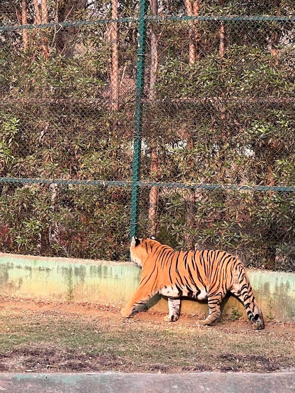 Jungle Safari Zoo - Image 1