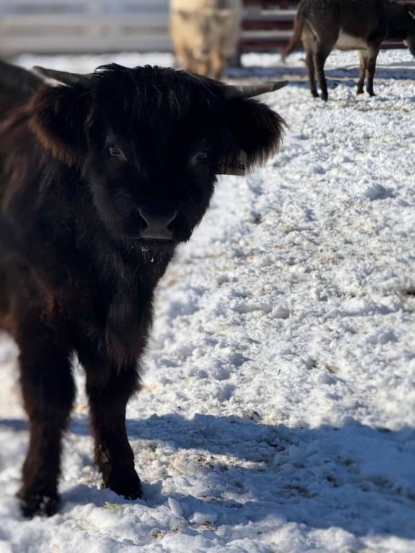 HIGHLAND COWS MEETING - CORRAL GARAGE - Image 1