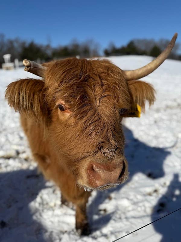 HIGHLAND COWS MEETING - CORRAL GARAGE - Image 2