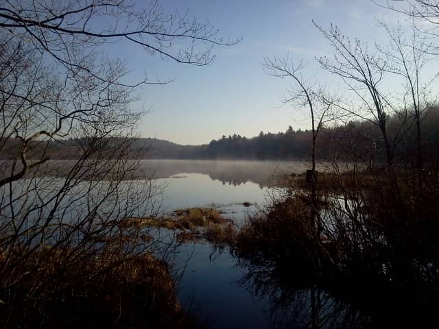 Allen Whitney Memorial Forest - Image 1