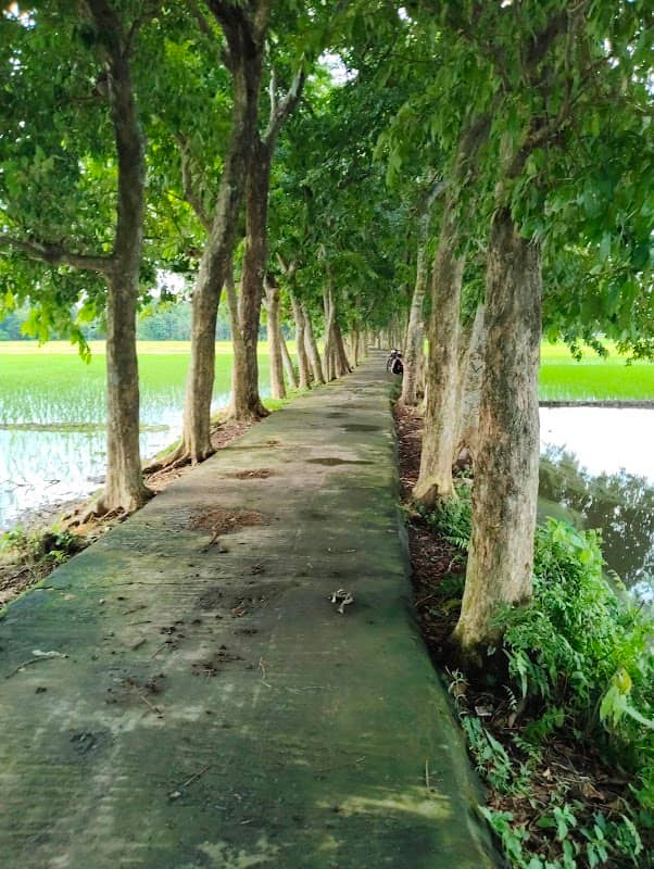 Forest - Image 1